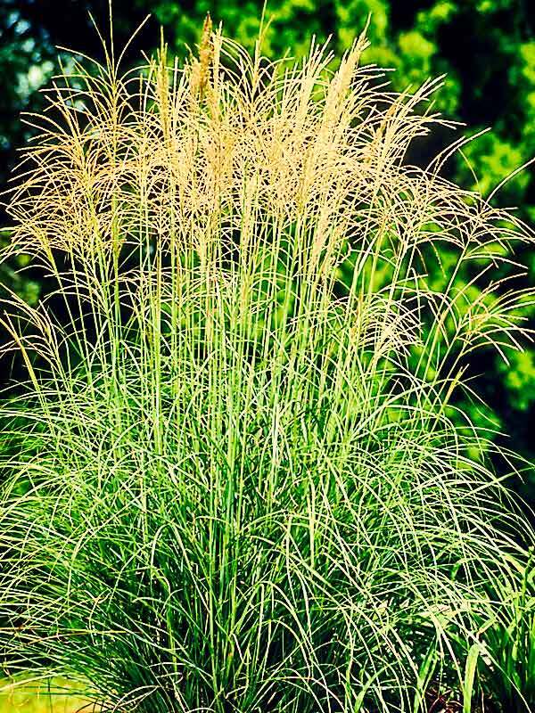 Miscanthus Arabesque