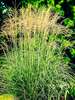 Miscanthus Arabesque