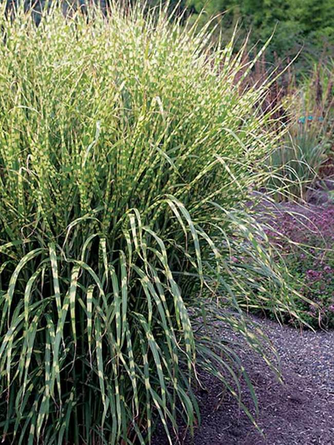 Miscanthus Gold Breeze