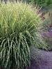 Miscanthus Gold Breeze