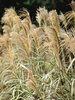 Miscanthus Cabaret