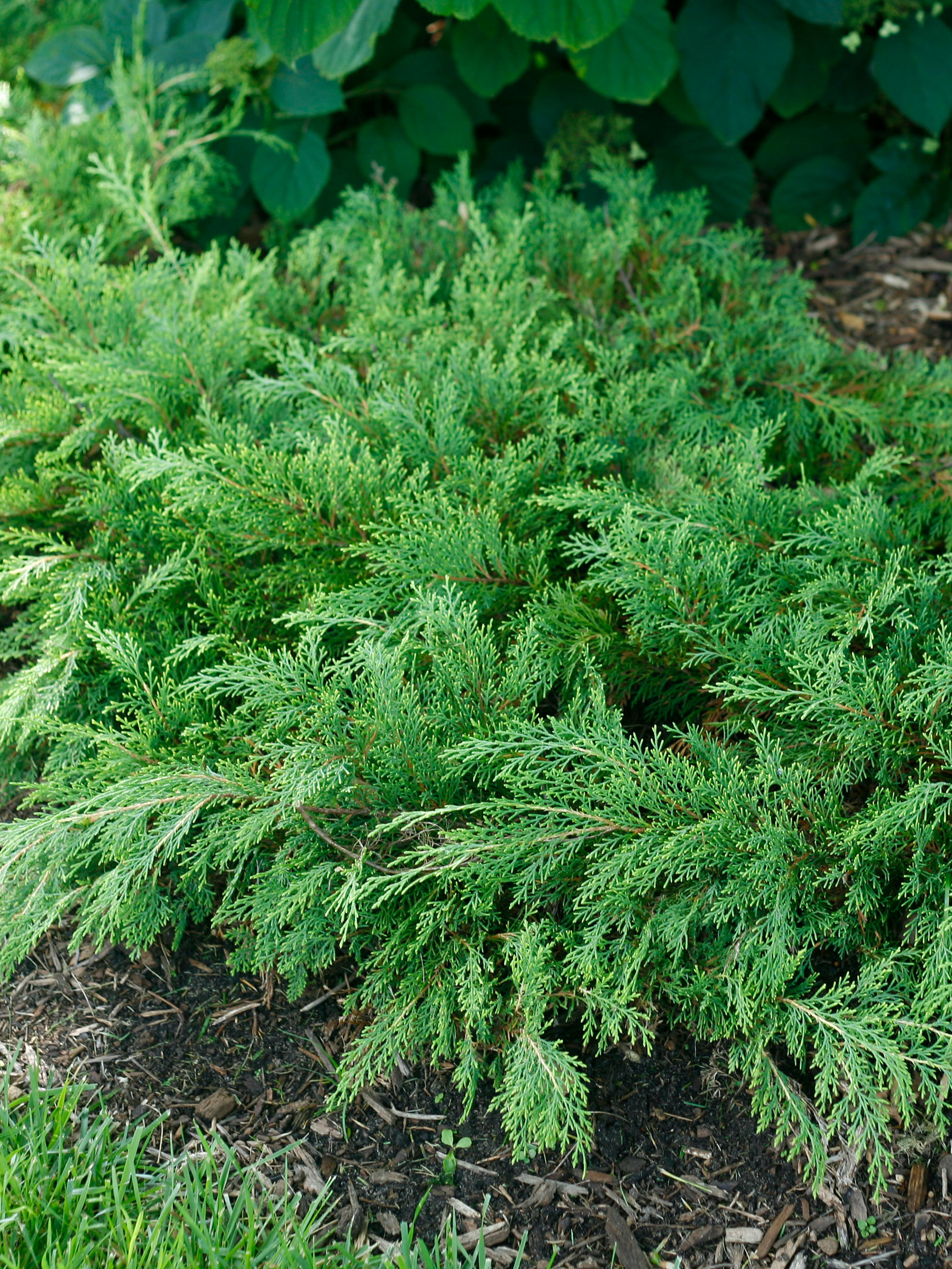 Microbiota Celtic Pride | Bluestone Perennials
