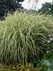 Miscanthus Dixieland