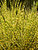 Miscanthus Gold-Bar