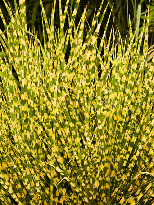 Miscanthus Gold-Bar