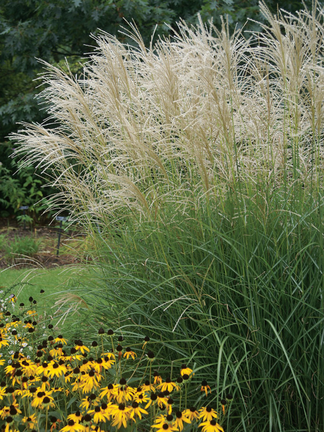 Miscanthus Graziella