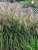 Miscanthus Huron Sunrise