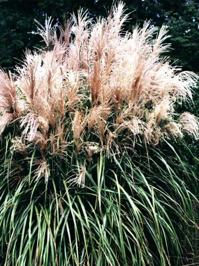 Miscanthus Malepartus Bluestone Perennials