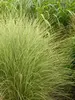 Miscanthus Morning-Light