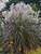 Miscanthus Oktoberfest