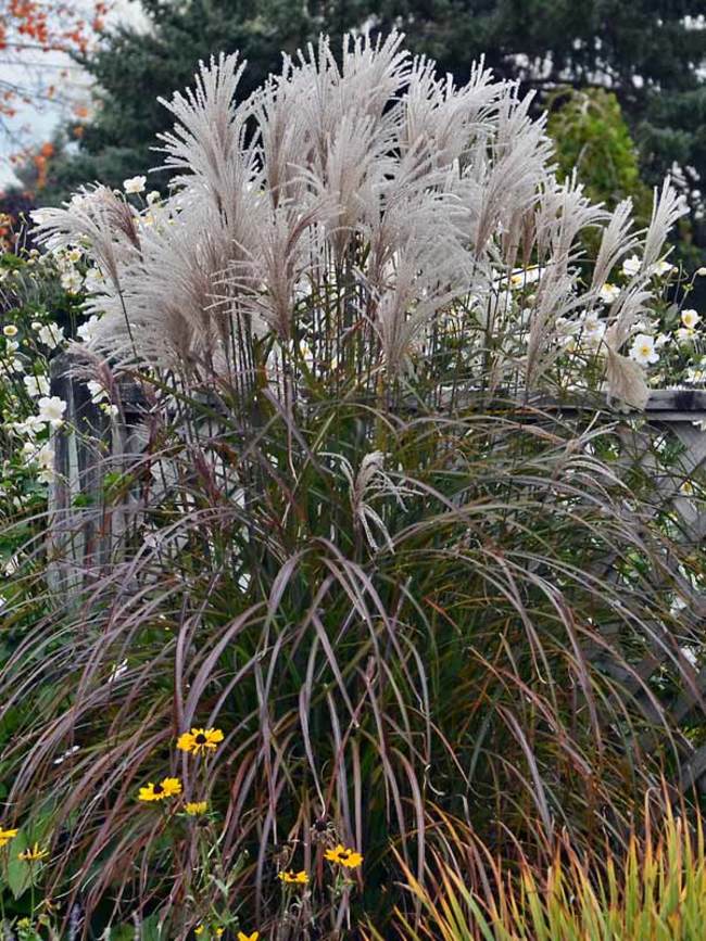 Miscanthus Oktoberfest