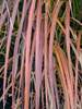 Miscanthus Oktoberfest