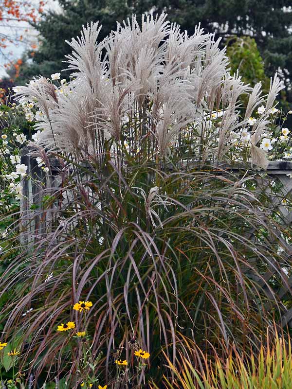 Miscanthus Oktoberfest | Bluestone Perennials