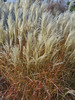 Miscanthus Purpurascens