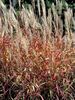 Miscanthus Purpurascens