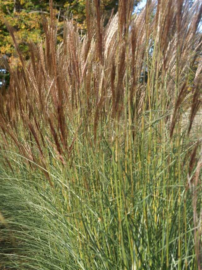 Miscanthus Red Arrow