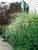 Miscanthus Rigoletto
