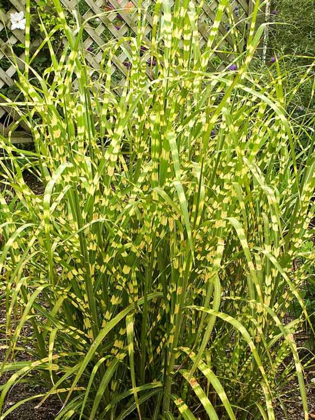 Miscanthus Super Stripe