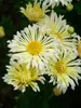 Mum Ivory Pinwheel