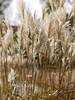 Miscanthus Weathervane