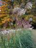 Miscanthus Weathervane