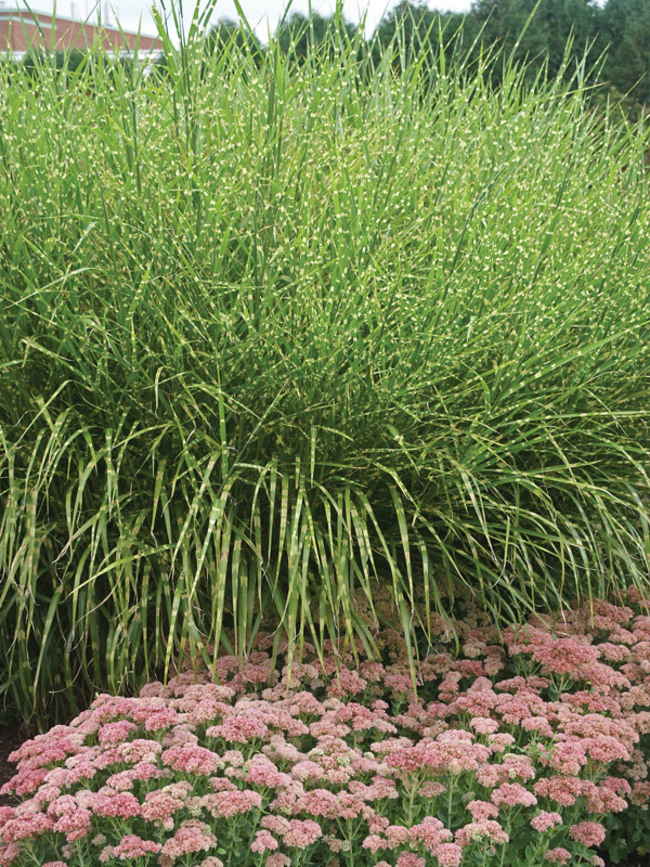 Miscanthus Zebrinus