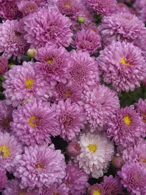 Link to Chrysanthemum Jewel Box