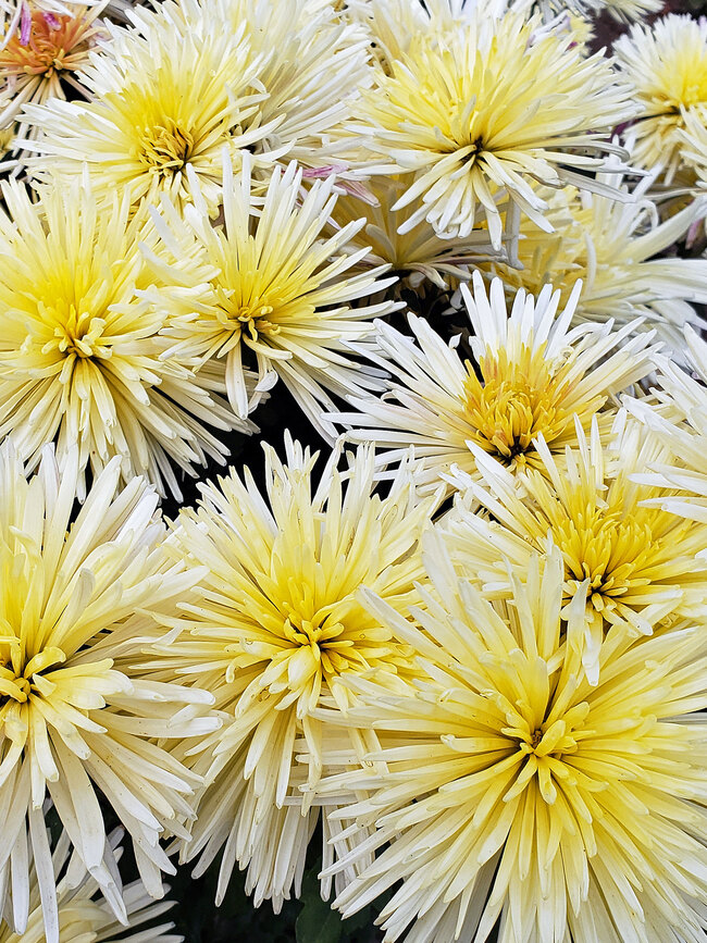 Chrysanthemum Bluestone Perennials