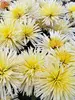 Mum Joanette