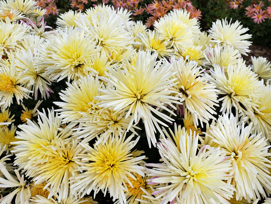 Chrysanthemum Bluestone Perennials