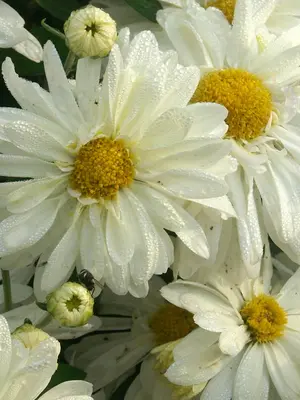 Link to Chrysanthemum Lady&#39;s Daisy