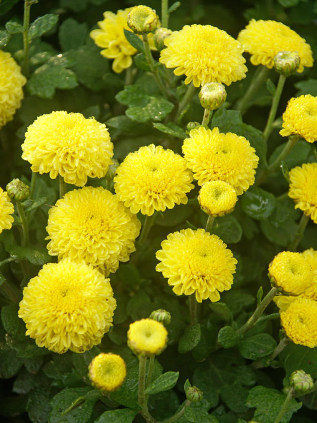 yellow chrysanthemum