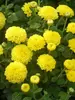 Mum Lemon-Baby-Tears