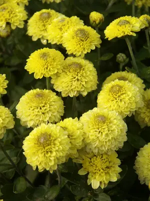 Link to Chrysanthemum Little One