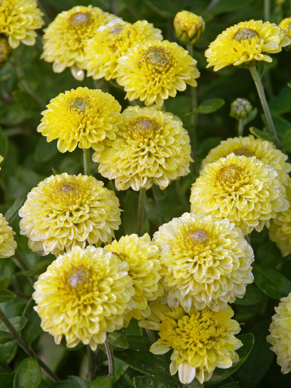 Mum Little One