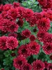 Mum Little-Red