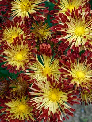 Link to Chrysanthemum Matchsticks