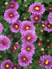 Chrysanthemum Mei-Kyo
