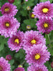 Chrysanthemum Mei-Kyo