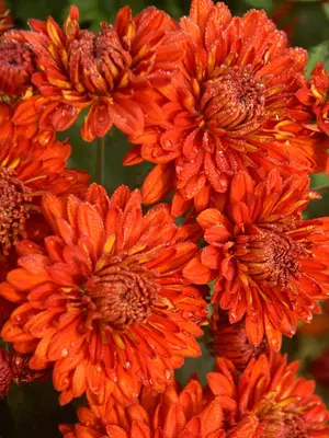 Link to Chrysanthemum Mickey
