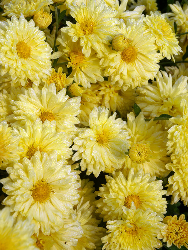 Chrysanthemum Muted Sunshine