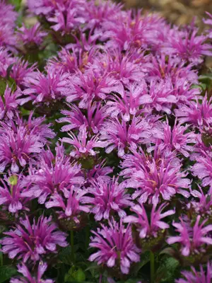 Link to Monarda Leading Lady&#153; Amethyst