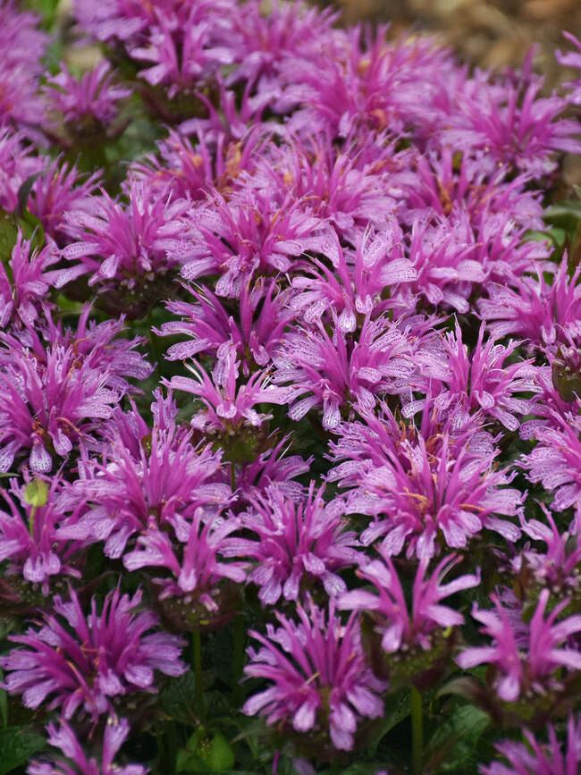 Monarda Leading Lady Amethyst