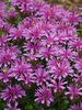 Monarda Leading Lady Amethyst