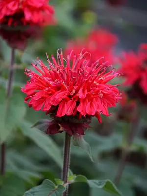Link to Monarda Bee-Happy