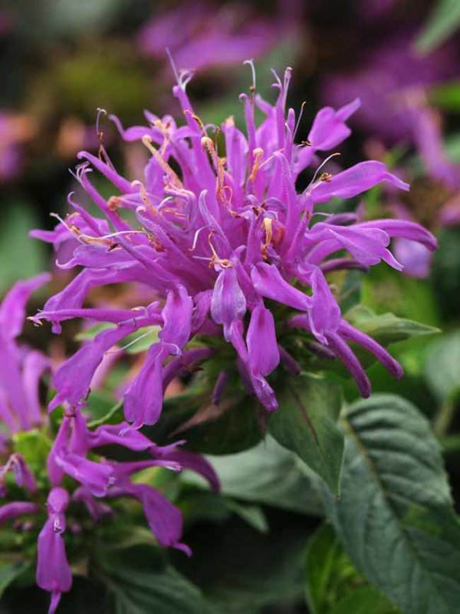 Monarda Balmy Lilac