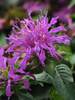 Monarda Balmy Lilac