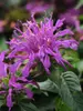 Monarda Balmy Lilac