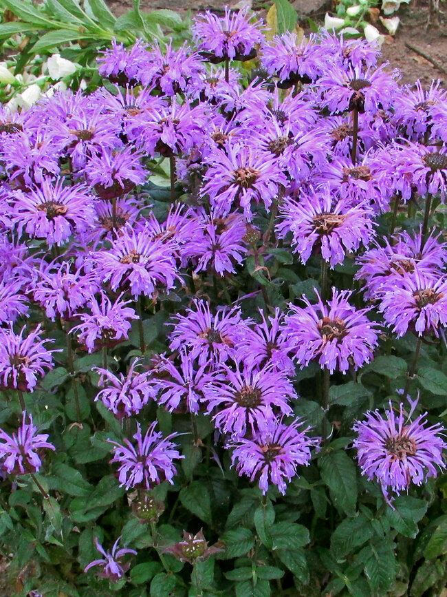 Monarda Blue Moon