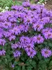 Monarda Blue Moon